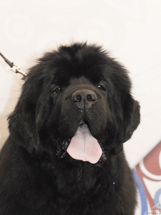 Фото: ньюфаундленд Sent Djons Bekoz Ay Love YU (Сент Джонс Бекоз Ай Лове Ю)