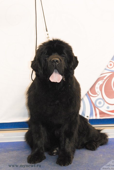 Фото: ньюфаундленд Sent Djons Bekoz Ay Love YU (Сент Джонс Бекоз Ай Лове Ю)