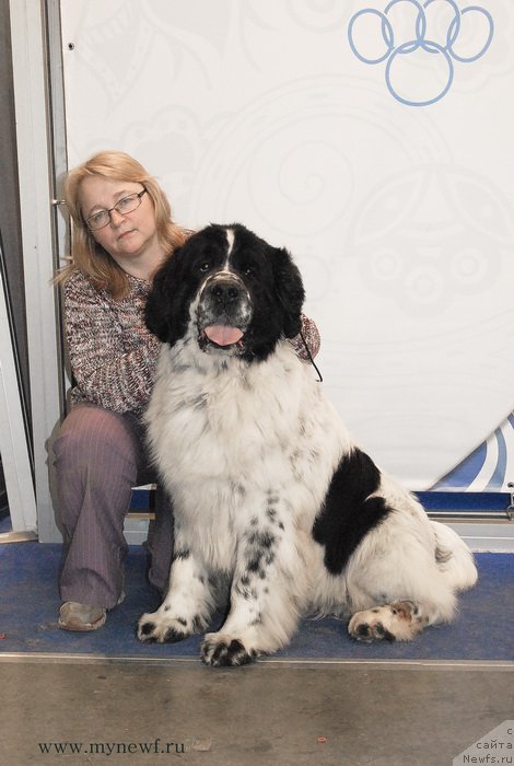 Фото: ньюфаундленд Kloofbears Lancelot for Sent Djons