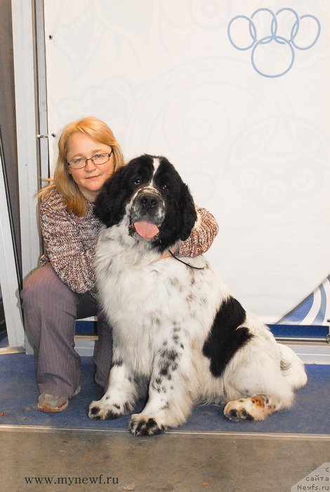 Фото: ньюфаундленд Kloofbears Lancelot for Sent Djons