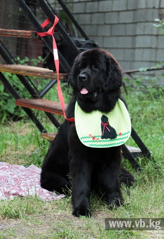 Фото: ньюфаундленд Gem Of YUnivers (Гем Оф Юниверс)