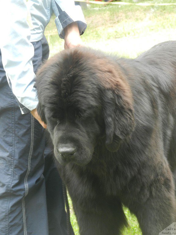 Фото: ньюфаундленд Gem Of YUnivers (Гем Оф Юниверс)