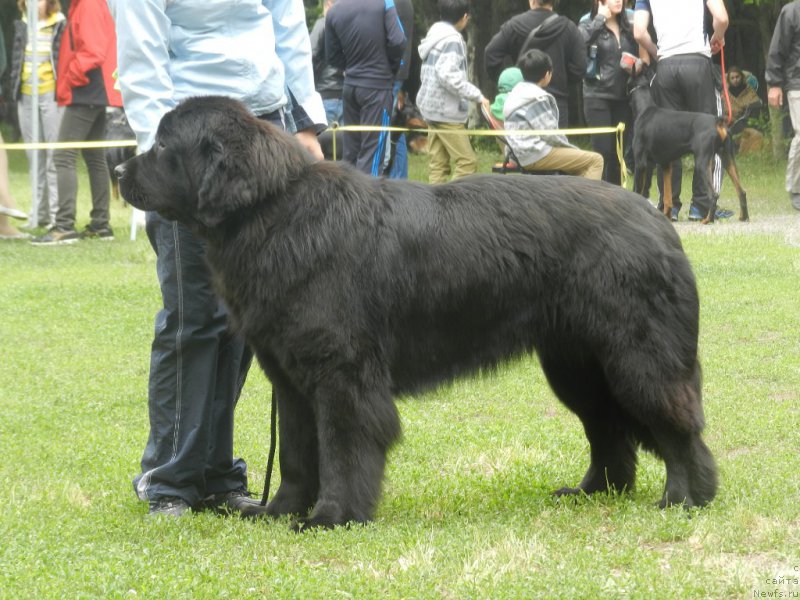 Фото: ньюфаундленд Gem Of YUnivers (Гем Оф Юниверс)