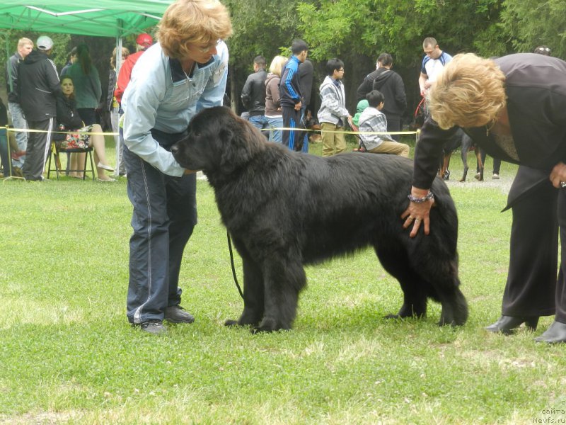 Фото: ньюфаундленд Gem Of YUnivers (Гем Оф Юниверс)