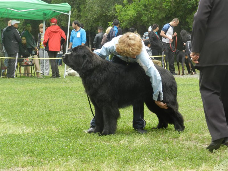 Фото: ньюфаундленд Gem Of YUnivers (Гем Оф Юниверс)