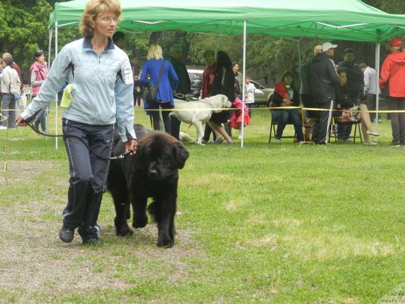 Фото: ньюфаундленд Gem Of YUnivers (Гем Оф Юниверс)