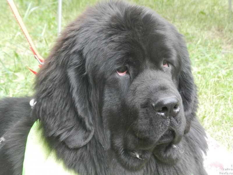 Фото: ньюфаундленд Gem Of YUnivers (Гем Оф Юниверс)
