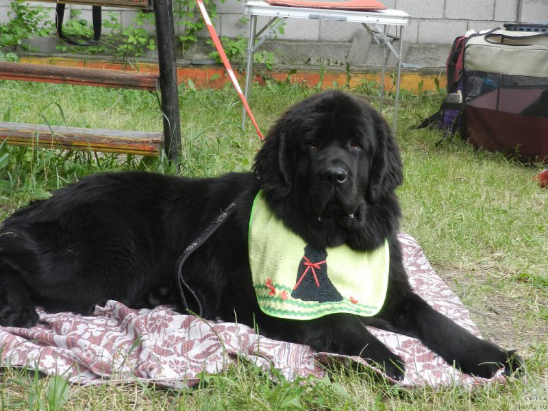 Фото: ньюфаундленд Gem Of YUnivers (Гем Оф Юниверс)