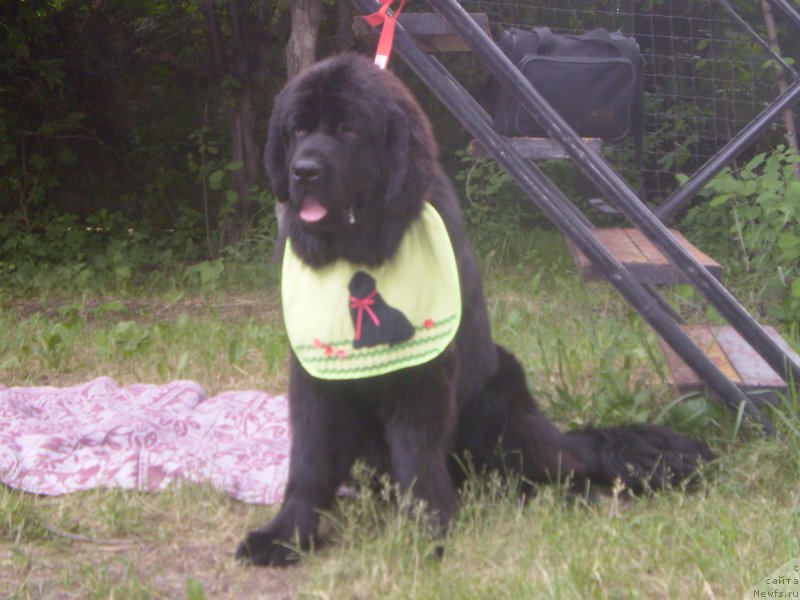 Фото: ньюфаундленд Gem Of YUnivers (Гем Оф Юниверс), ньюфаундленд Gem Of YUnivers (Гем Оф Юниверс)