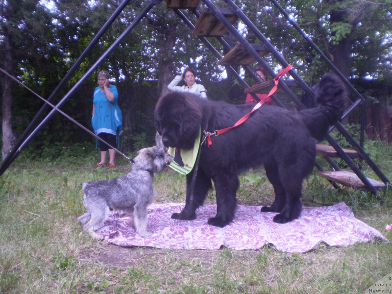 Фото: ньюфаундленд Gem Of YUnivers (Гем Оф Юниверс)