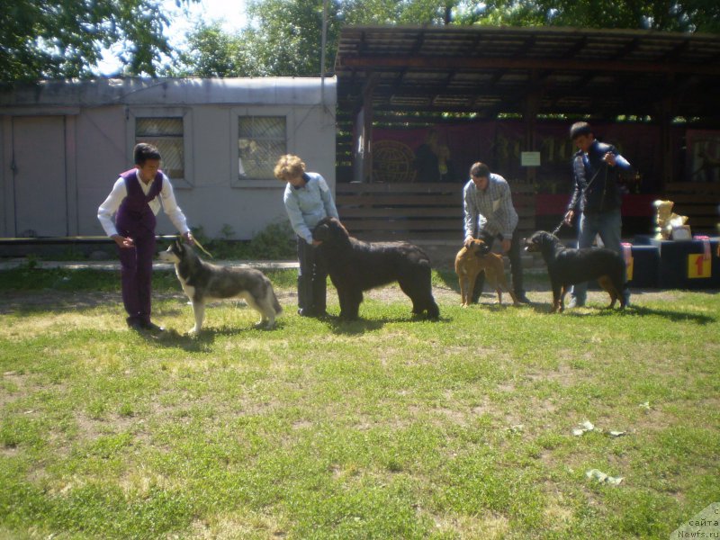 Фото: ньюфаундленд Gem Of YUnivers (Гем Оф Юниверс)