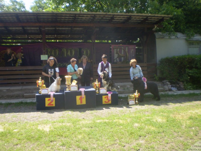 Фото: ньюфаундленд Gem Of YUnivers (Гем Оф Юниверс)