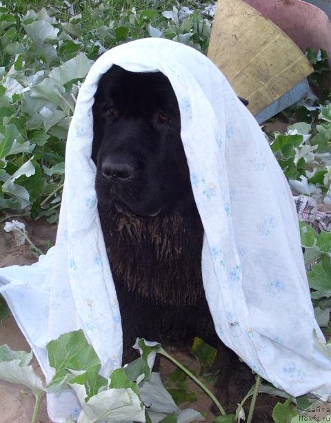 Фотография № 15583