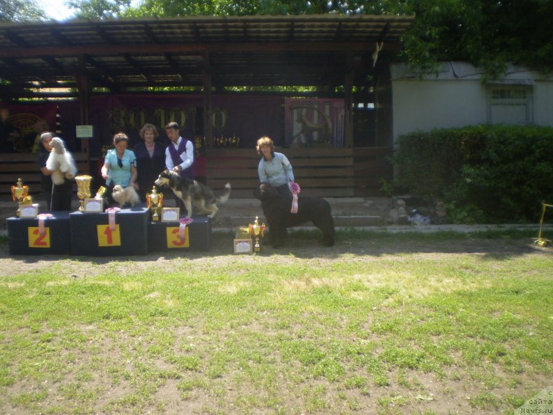 Фото: ньюфаундленд Gem Of YUnivers (Гем Оф Юниверс)