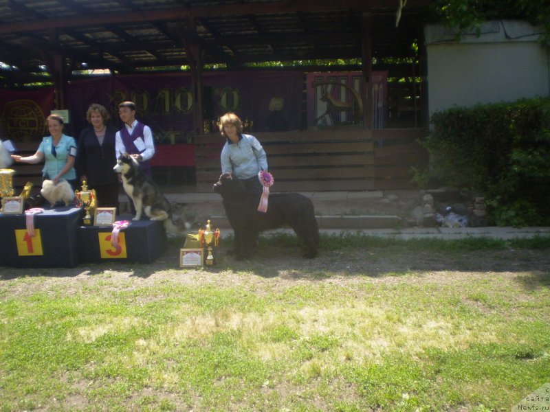 Фото: ньюфаундленд Gem Of YUnivers (Гем Оф Юниверс)