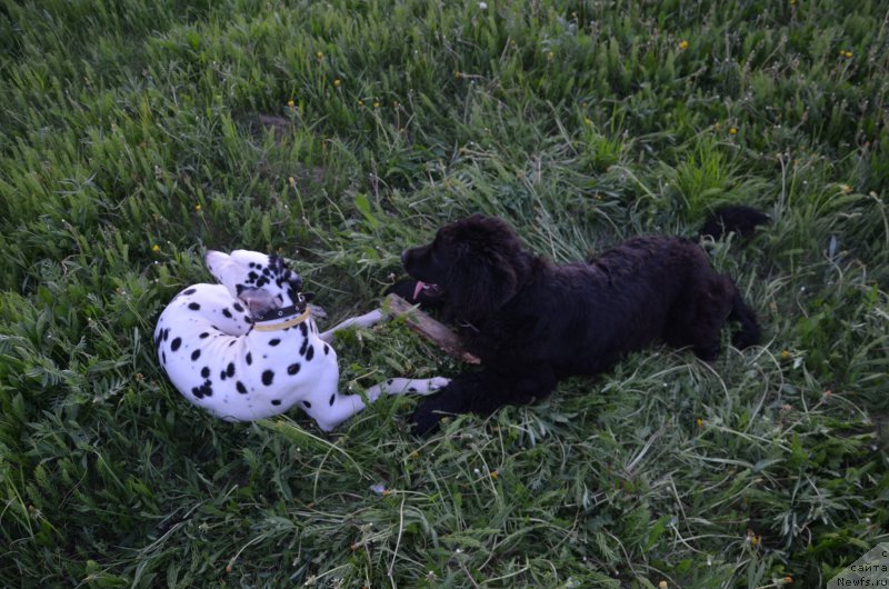 Фото: ньюфаундленд Valmond Pobeditel (Валмонд Победитель)