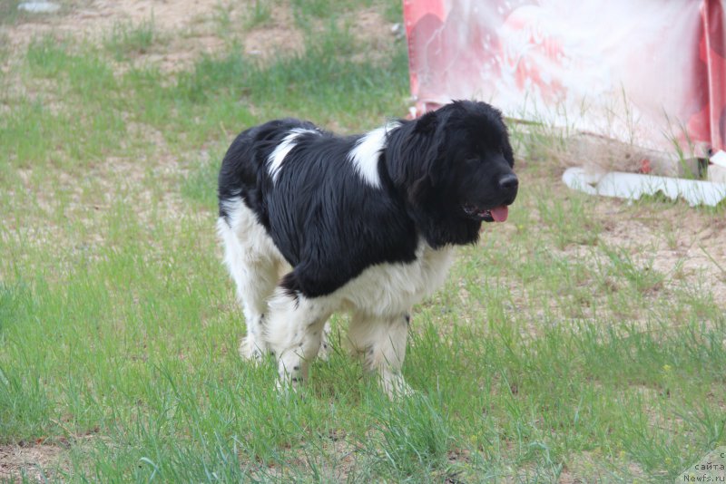 Фото: ньюфаундленд Akvian Song Mario (Аквиан Сонг Марио)