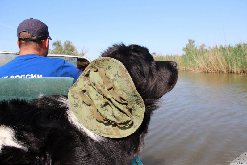 Фото: ньюфаундленд Akvian Song Mario (Аквиан Сонг Марио)