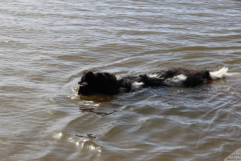Фото: ньюфаундленд Akvian Song Mario (Аквиан Сонг Марио)