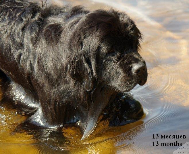 Фото: ньюфаундленд Chernaya Mafia Meant To Be (Черная Мафия Меант То Бе)