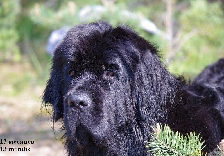 Фото: ньюфаундленд Chernaya Mafia Meant To Be (Черная Мафия Меант То Бе)