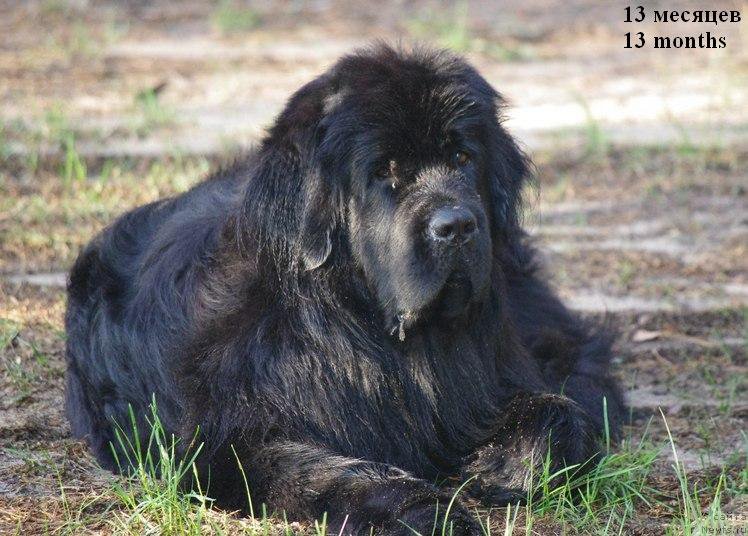 Фото: ньюфаундленд Chernaya Mafia Meant To Be (Черная Мафия Меант То Бе)