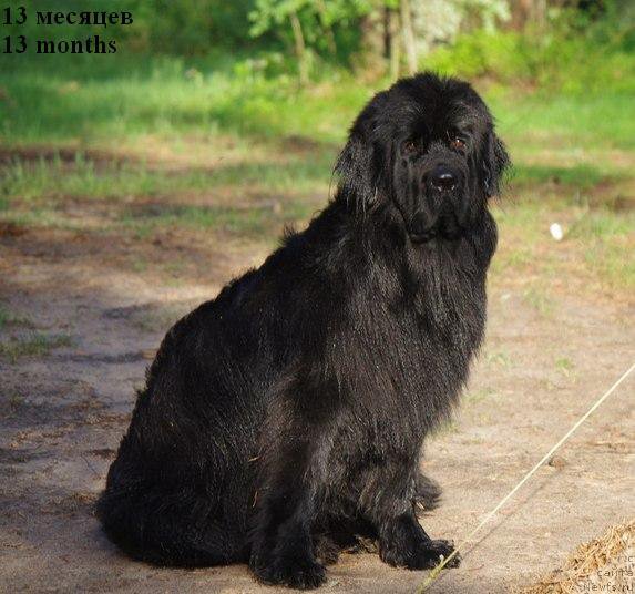 Фотография № 155854