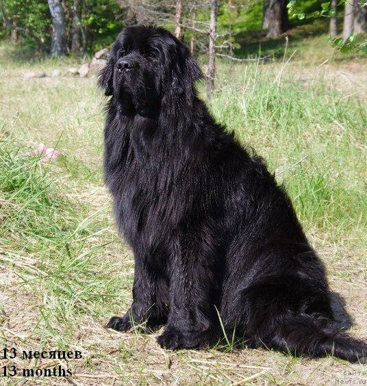 Фото: ньюфаундленд Chernaya Mafia Meant To Be (Черная Мафия Меант То Бе)