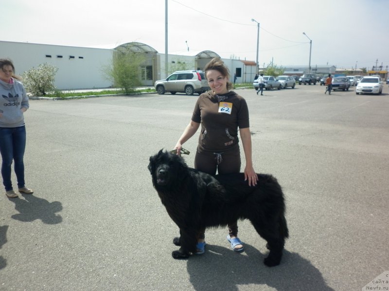 Фото: Tat'yana Tihonova (Татьяна Тихонова), ньюфаундленд Celesta Sozvezdie Istini