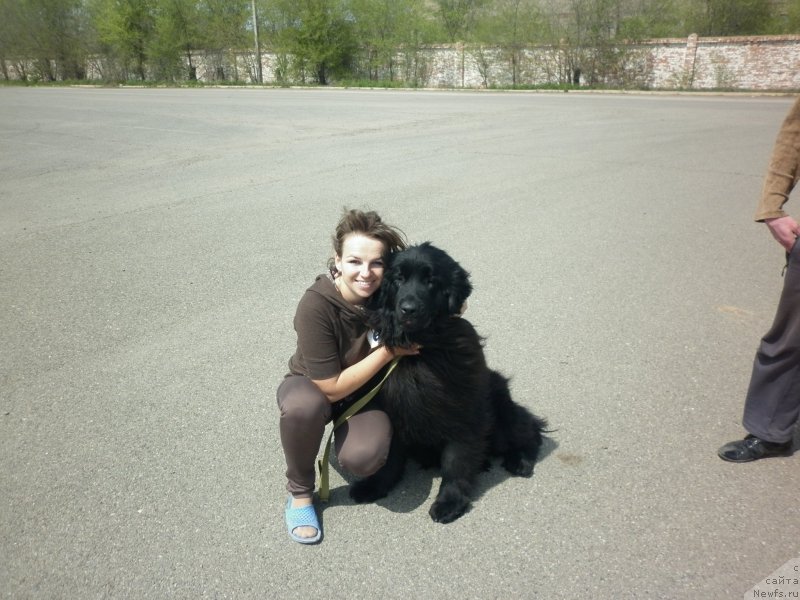 Фото: ньюфаундленд Celesta Sozvezdie Istini, Tat'yana Tihonova (Татьяна Тихонова)