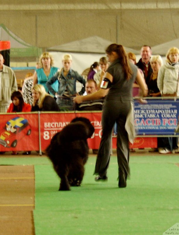 Фото: ньюфаундленд Rain Coast Icebreaker Volotovo, Natal'ya Dubovskaya (Наталья Дубовская)