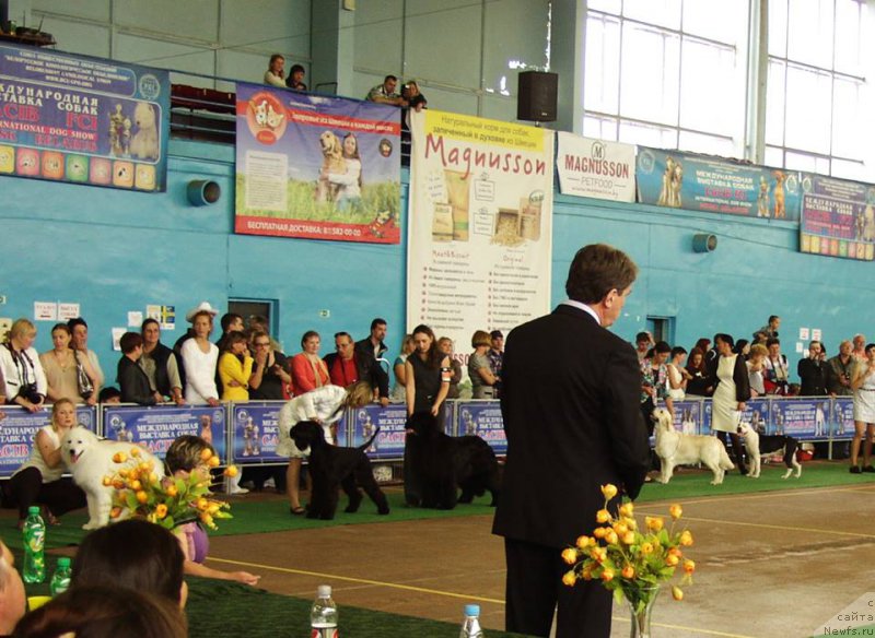 Фото: ньюфаундленд Rain Coast Icebreaker Volotovo, Natal'ya Dubovskaya (Наталья Дубовская)