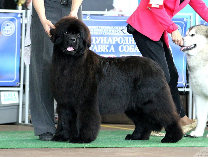 Фото: ньюфаундленд Rain Coast Isn'T It Ironic, Natal'ya Dubovskaya (Наталья Дубовская)