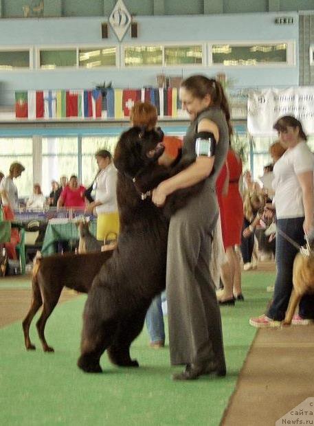 Фото: ньюфаундленд Rain Coast Isn'T It Ironic, Natal'ya Dubovskaya (Наталья Дубовская)