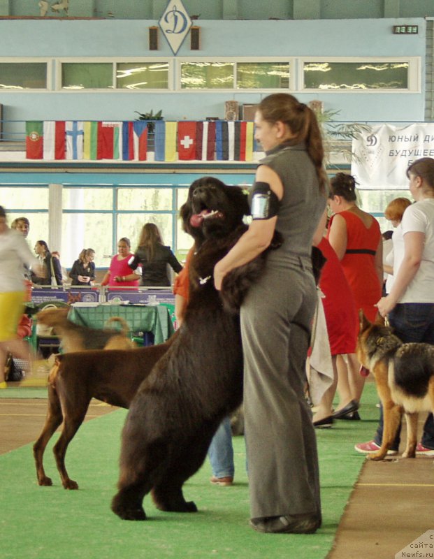 Фото: ньюфаундленд Rain Coast Isn'T It Ironic, Natal'ya Dubovskaya (Наталья Дубовская)