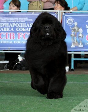 Фото: ньюфаундленд Rain Coast You Too