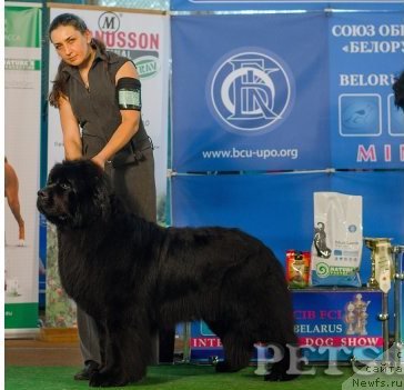 Фото: ньюфаундленд Rain Coast You Too, Natal'ya Dubovskaya (Наталья Дубовская)