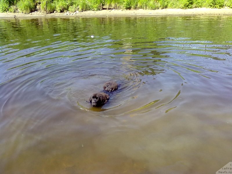 Фото: ньюфаундленд Smigar Time Line (Смигар Тайм Лайн)