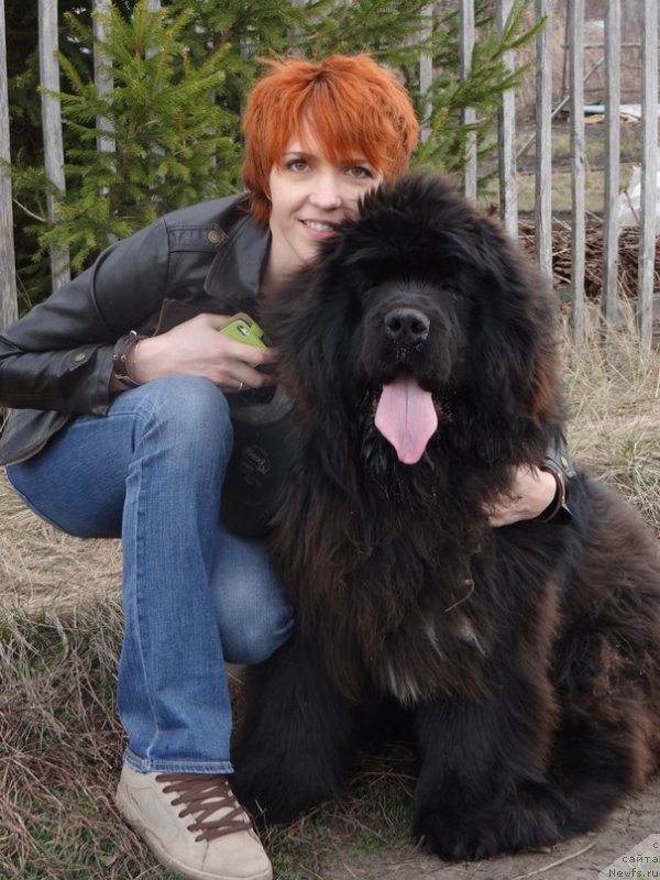 Фото: Irina Bochkareva (Ирина Бочкарева), ньюфаундленд Super Premium N'yu-York (Супер Премиум Нью-Йорк)