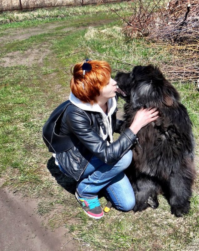 Фото: Irina Bochkareva (Ирина Бочкарева), ньюфаундленд Super Premium N'yu-York (Супер Премиум Нью-Йорк)