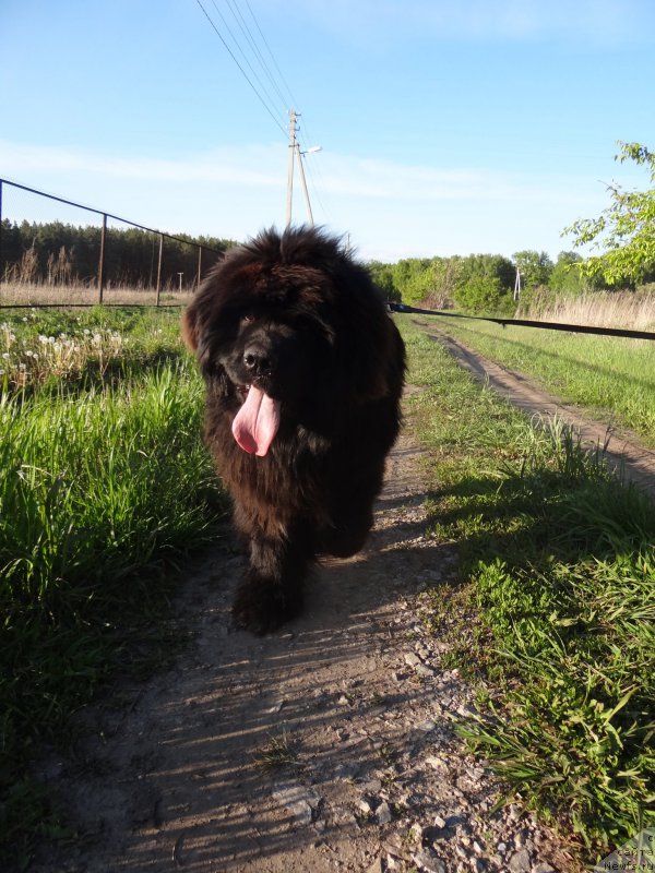 Фото: ньюфаундленд Super Premium N'yu-York (Супер Премиум Нью-Йорк)