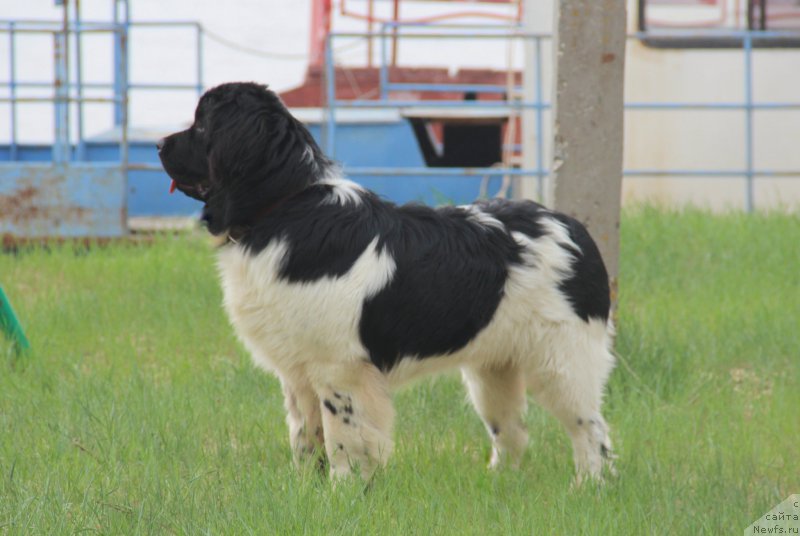 Фото: ньюфаундленд Akvian Song Mario (Аквиан Сонг Марио)