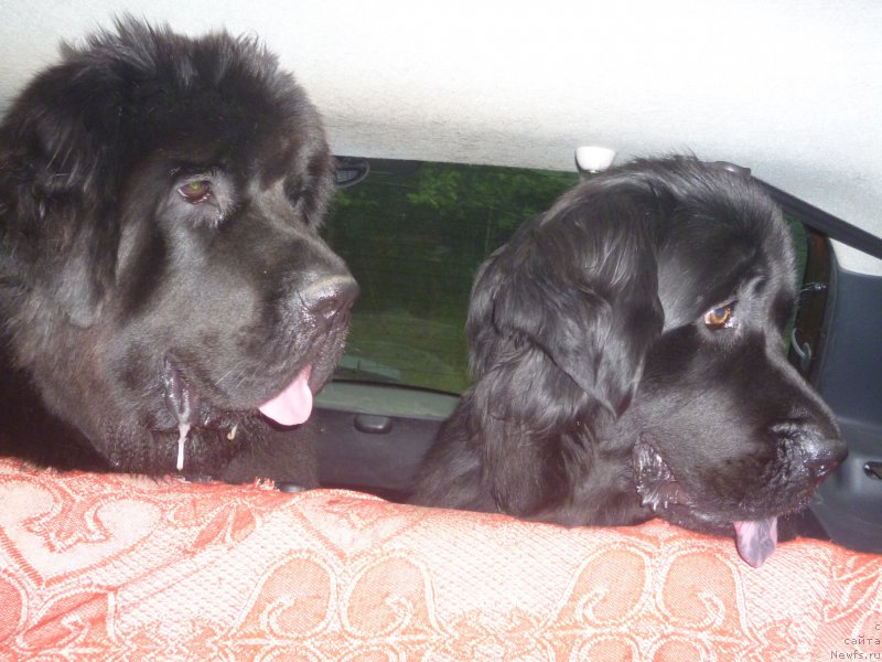 Фото: ньюфаундленд Darina Gay Ami (Дарина Гай Ами), ньюфаундленд Smigar Legenda Vesny (Смигар Легенда Весны)