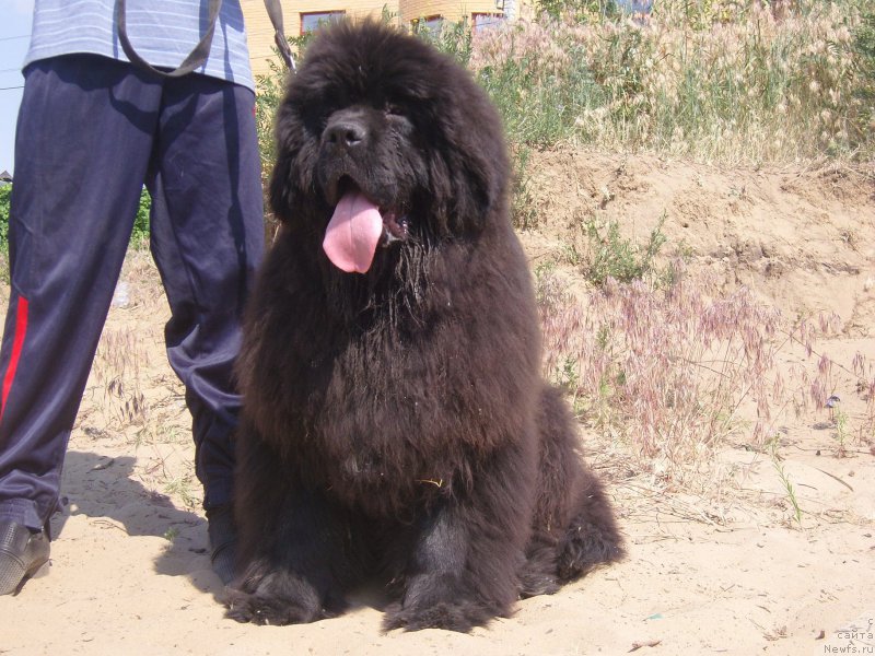 Фото: ньюфаундленд Angelo Orso Amarilli Mia Bella (Анджело Орсо Амарилли Миа Белла)