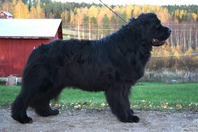 Фото: ньюфаундленд Bernoban Gig Antti
