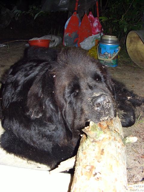 Фото: ньюфаундленд Lesnaya Skazka Lunnaya Sonata (Лесная Сказка Лунная Соната)