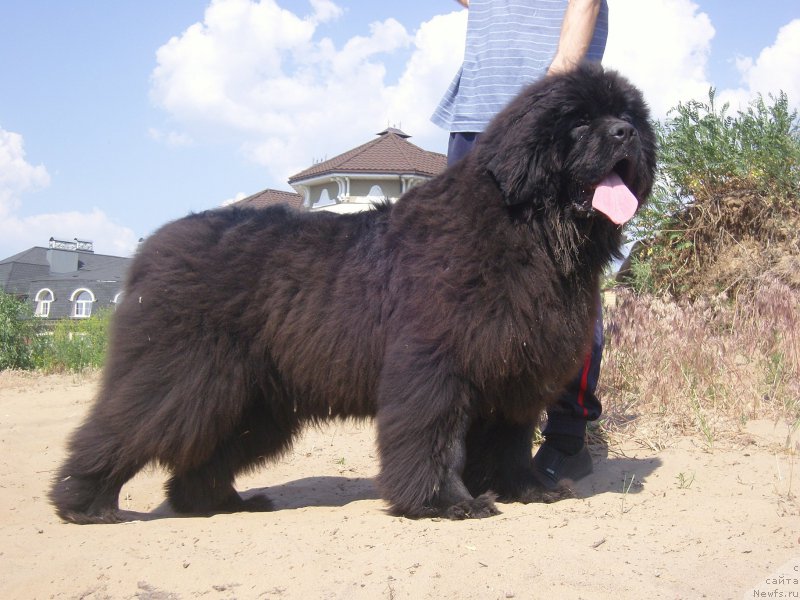 Фото: ньюфаундленд Angelo Orso Amarilli Mia Bella (Анджело Орсо Амарилли Миа Белла)