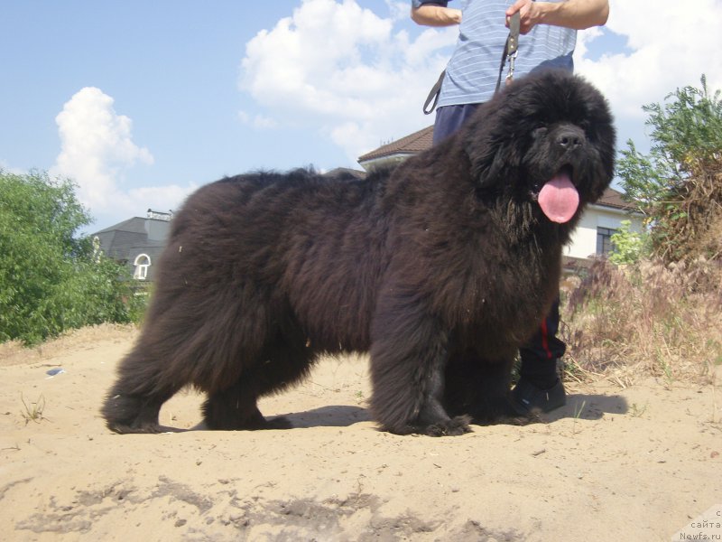 Фото: ньюфаундленд Angelo Orso Amarilli Mia Bella (Анджело Орсо Амарилли Миа Белла)