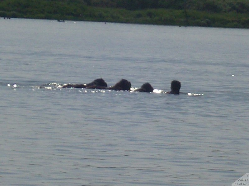 Фото: ньюфаундленд Angelo Orso Cerera (Анджело Орсо Церера), ньюфаундленд Angelo Orso Amarilli Mia Bella (Анджело Орсо Амарилли Миа Белла), ньюфаундленд Angelo Orso Violetta Victoria (Анджело Орсо Виолетта Виктория), Tat'yana Il'ina (Татьяна Ильина)