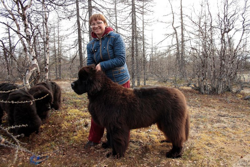 Фото: Elena Kuz'mina (Елена Кузьмина), ньюфаундленд King of Helluland You Shock Me